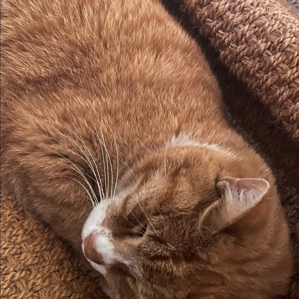 Meet your Posher, Sid